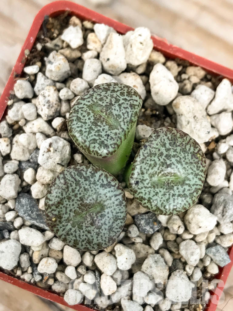 SHPR6796 Conophytum obcordellum var. ceresianum, Katbakkies, South Africa - Image 5