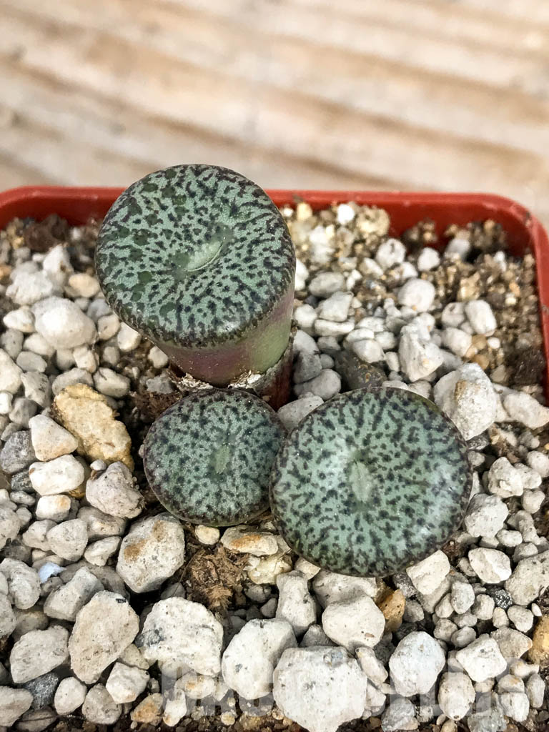 SHPR6796 Conophytum obcordellum var. ceresianum, Katbakkies, South Africa - Image 6