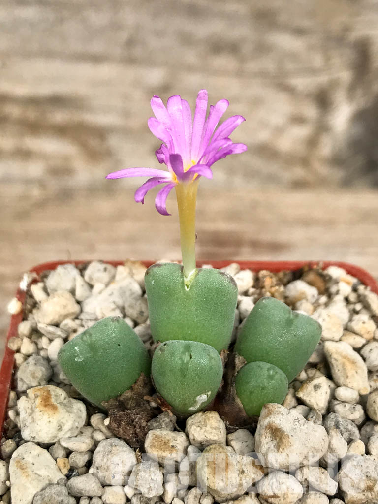 SHPR6797 Conophytum chauviniae MBB 2792, Grootriet, Northern Cape, South Africa