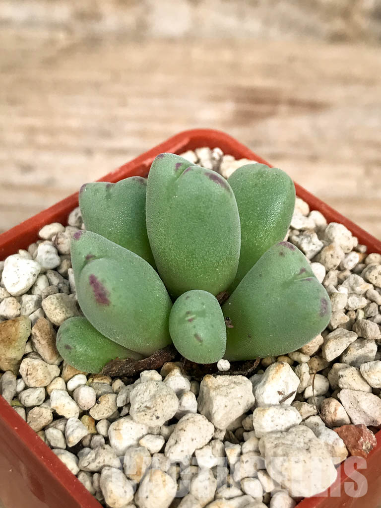 SHPR6797 Conophytum chauviniae MBB 2792, Grootriet, Northern Cape, South Africa - Зображення 3