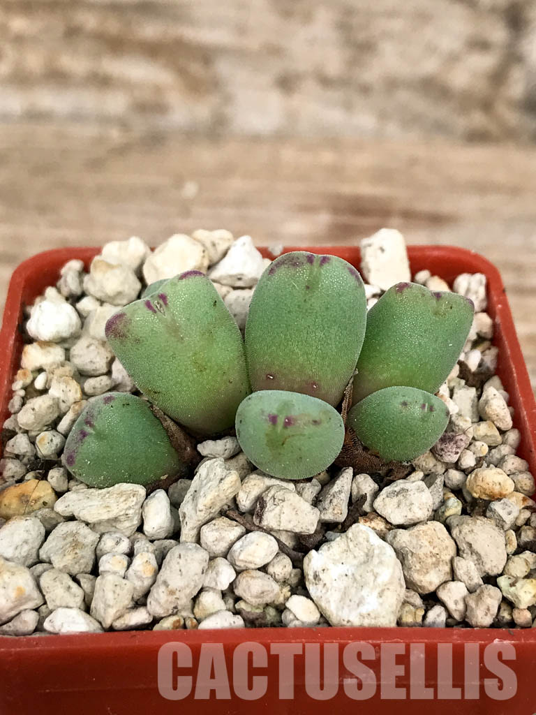 SHPR6797 Conophytum chauviniae MBB 2792, Grootriet, Northern Cape, South Africa - Зображення 4