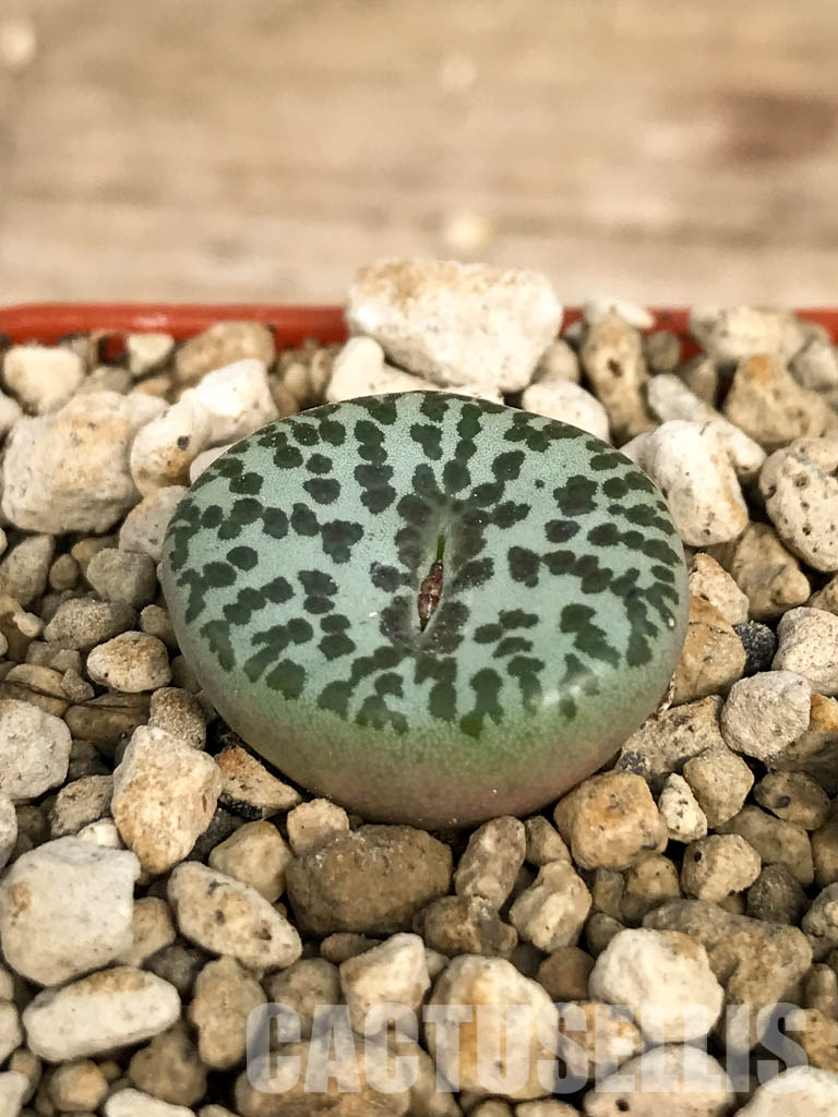 SHPR6799 Conophytum obcordellum f. mundum PV 1361, Vanrhynsdorp, South Africa - Obrázek 3