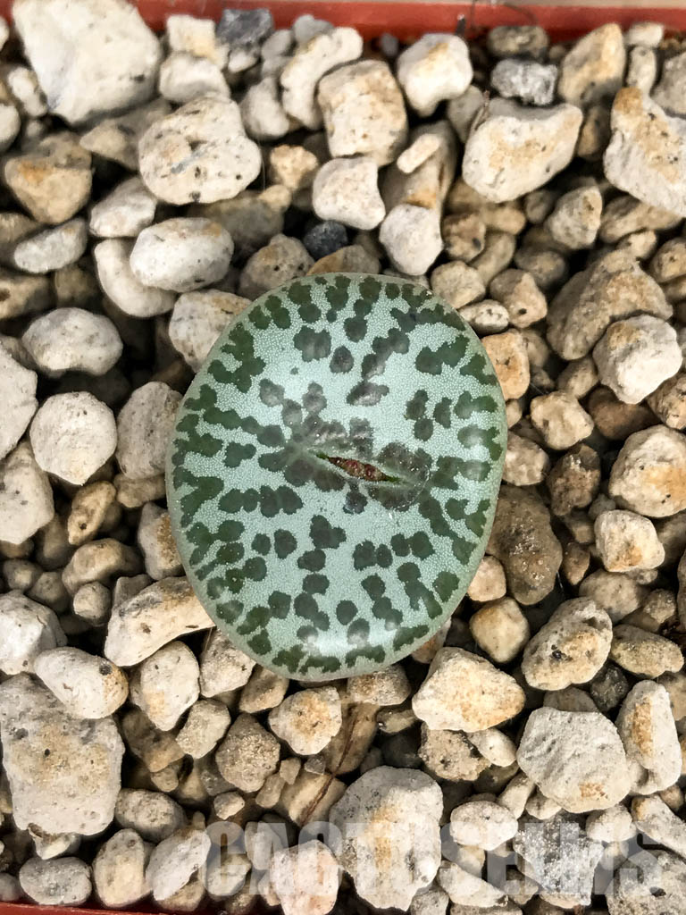 SHPR6799 Conophytum obcordellum f. mundum PV 1361, Vanrhynsdorp, South Africa