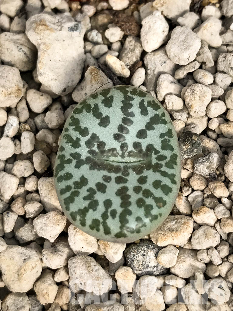 SHPR6799 Conophytum obcordellum f. mundum PV 1361, Vanrhynsdorp, South Africa - Obrázek 5