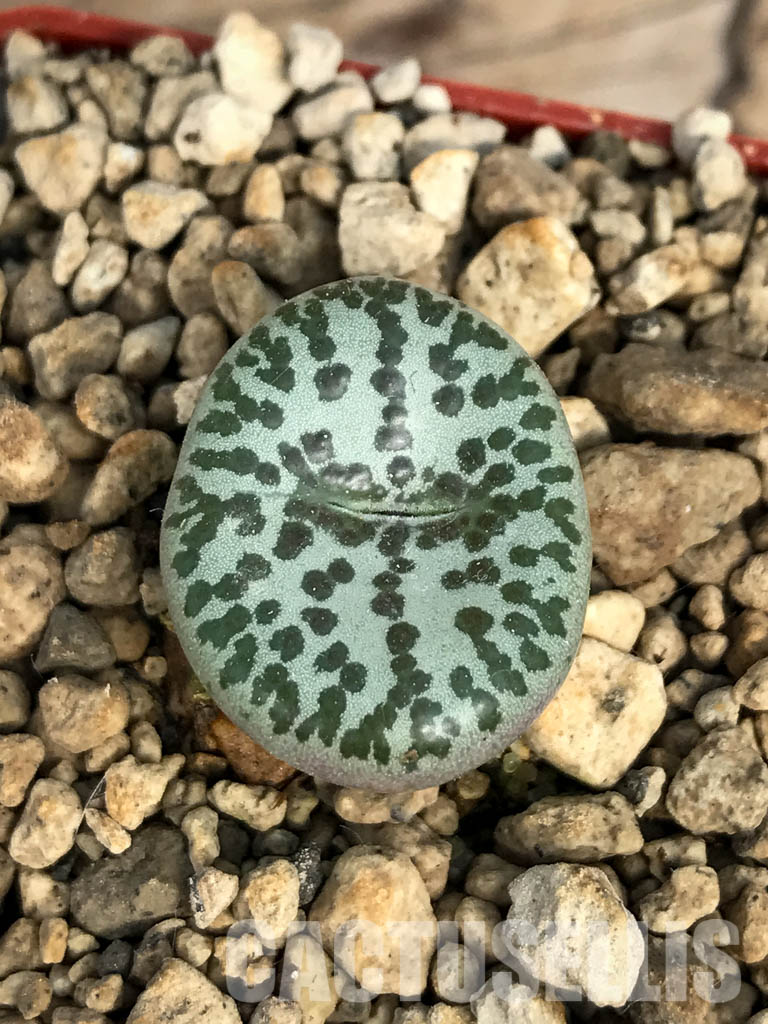 SHPR6799 Conophytum obcordellum f. mundum PV 1361, Vanrhynsdorp, South Africa - Obrázek 6
