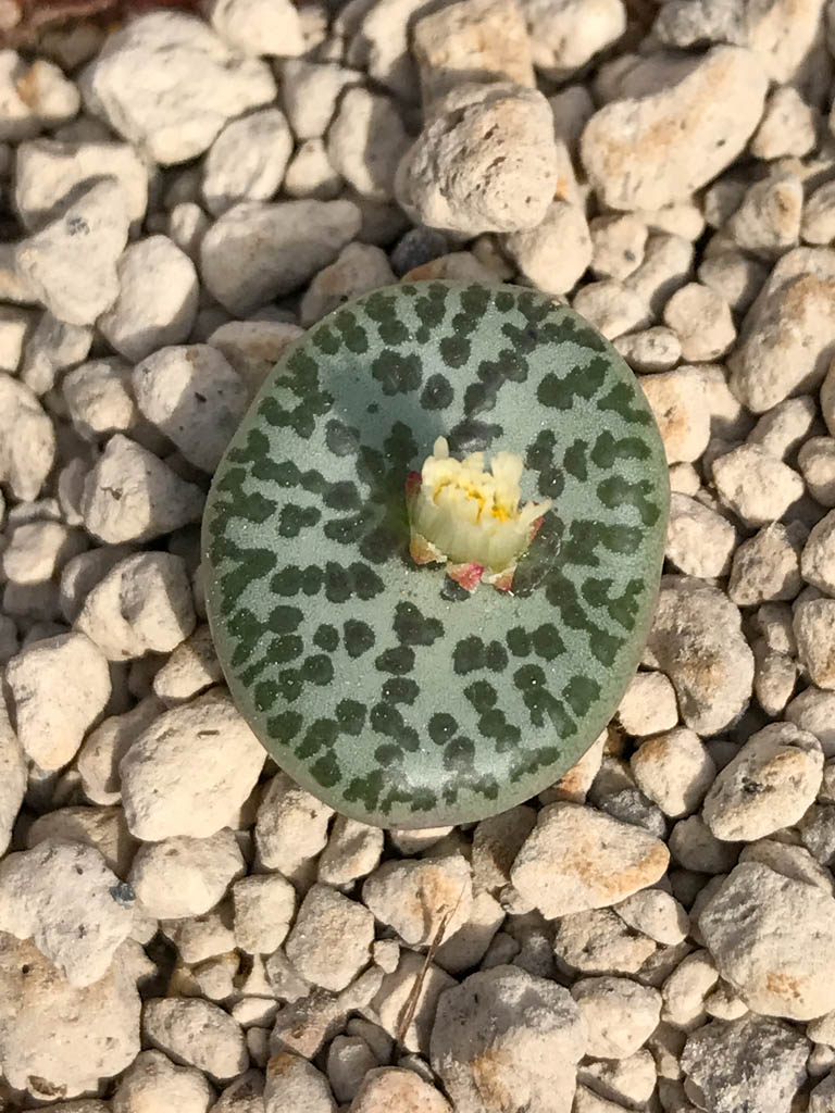 SHPR6799 Conophytum obcordellum f. mundum PV 1361, Vanrhynsdorp, South Africa - Obrázek 2