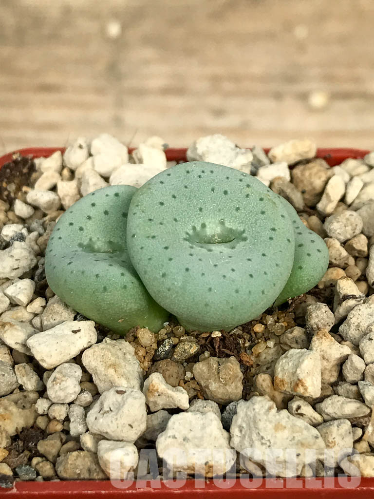 SHPR6800 Conophytum jucundum subsp. fragile 'avenantii' RR 596, South Africa - immagine 2