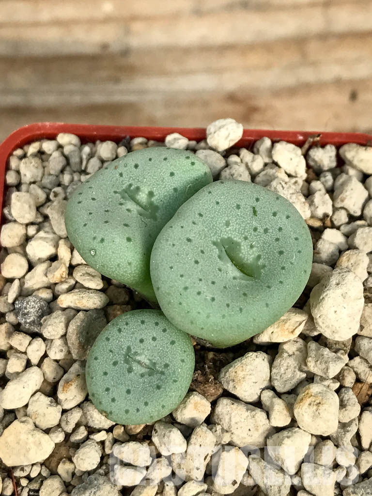 SHPR6800 Conophytum jucundum subsp. fragile 'avenantii' RR 596, South Africa - immagine 3