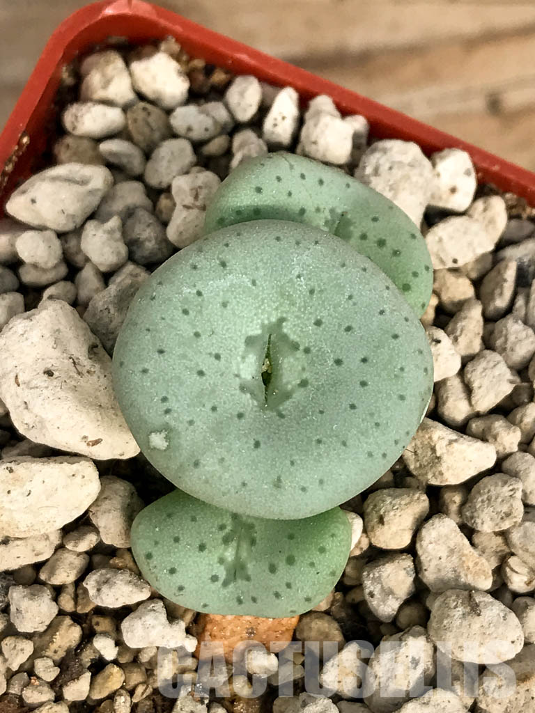 SHPR6800 Conophytum jucundum subsp. fragile 'avenantii' RR 596, South Africa - immagine 4