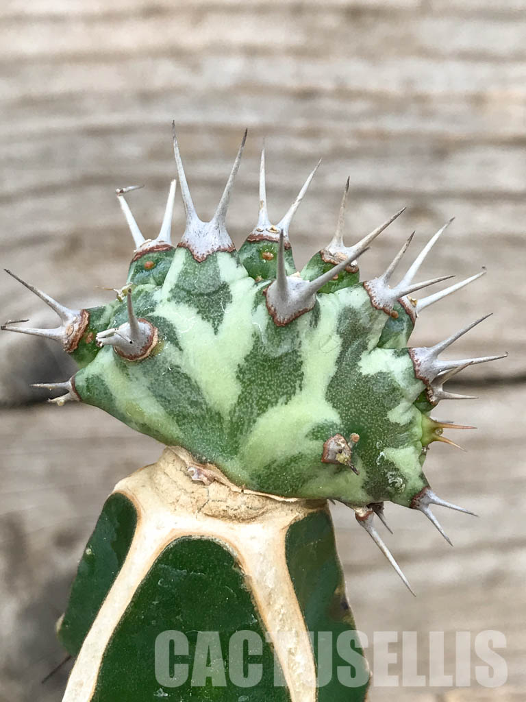 SHPR6801 Euphorbia horwoodii cristata