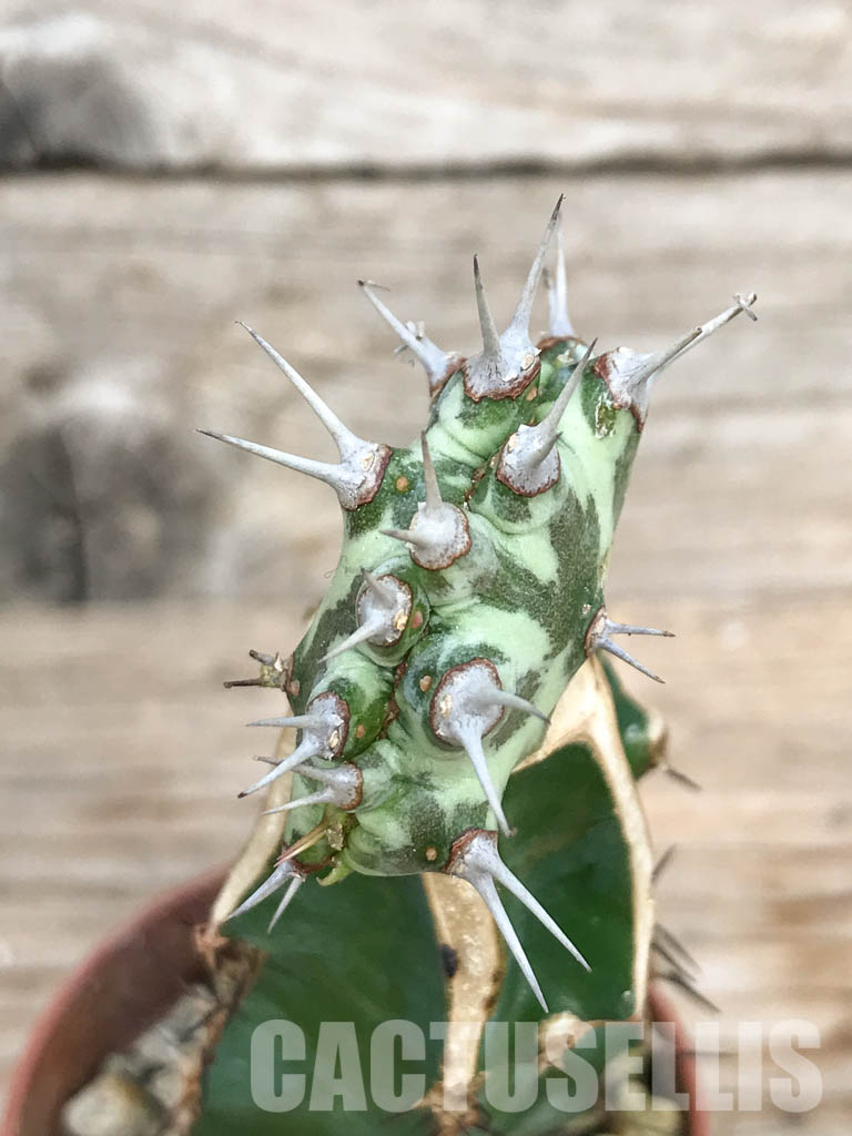 SHPR6801 Euphorbia horwoodii cristata - Image 3