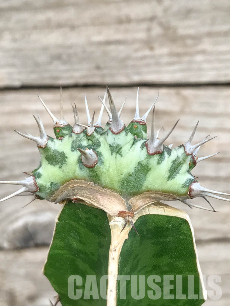 SHPR6801 Euphorbia horwoodii cristata - Image 4