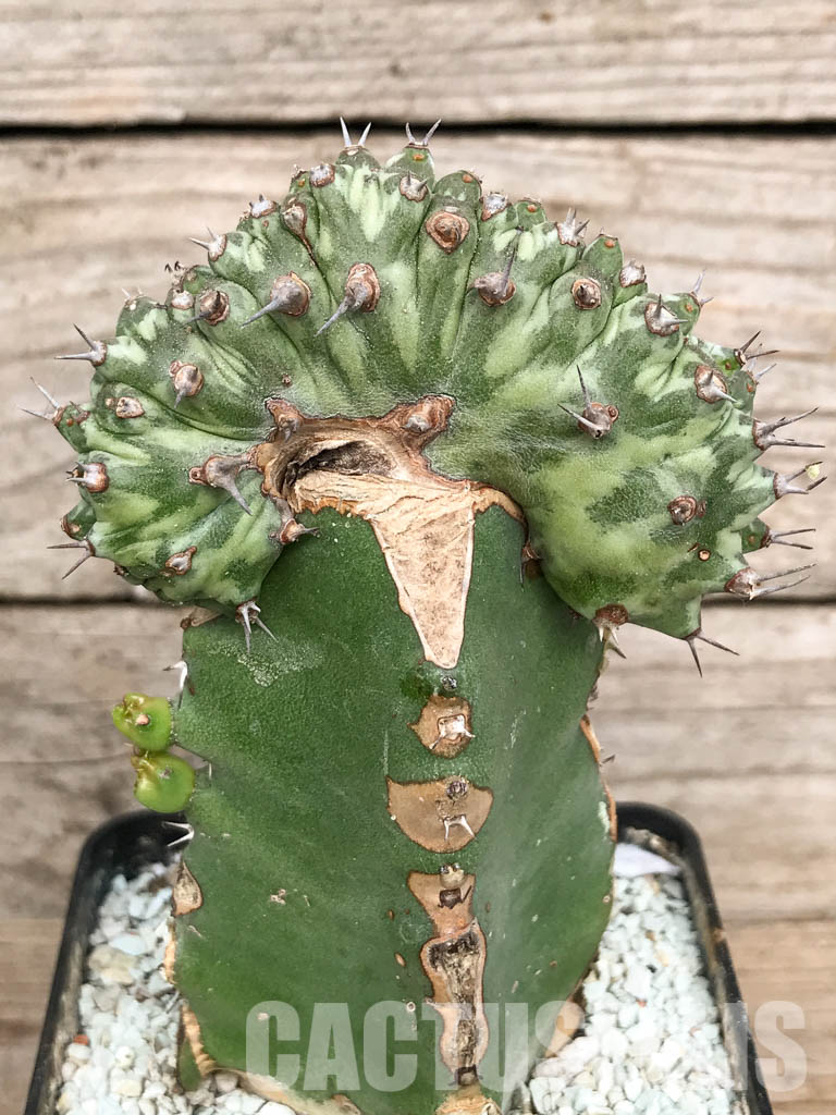 SHPR6803 Euphorbia horwoodii cristata