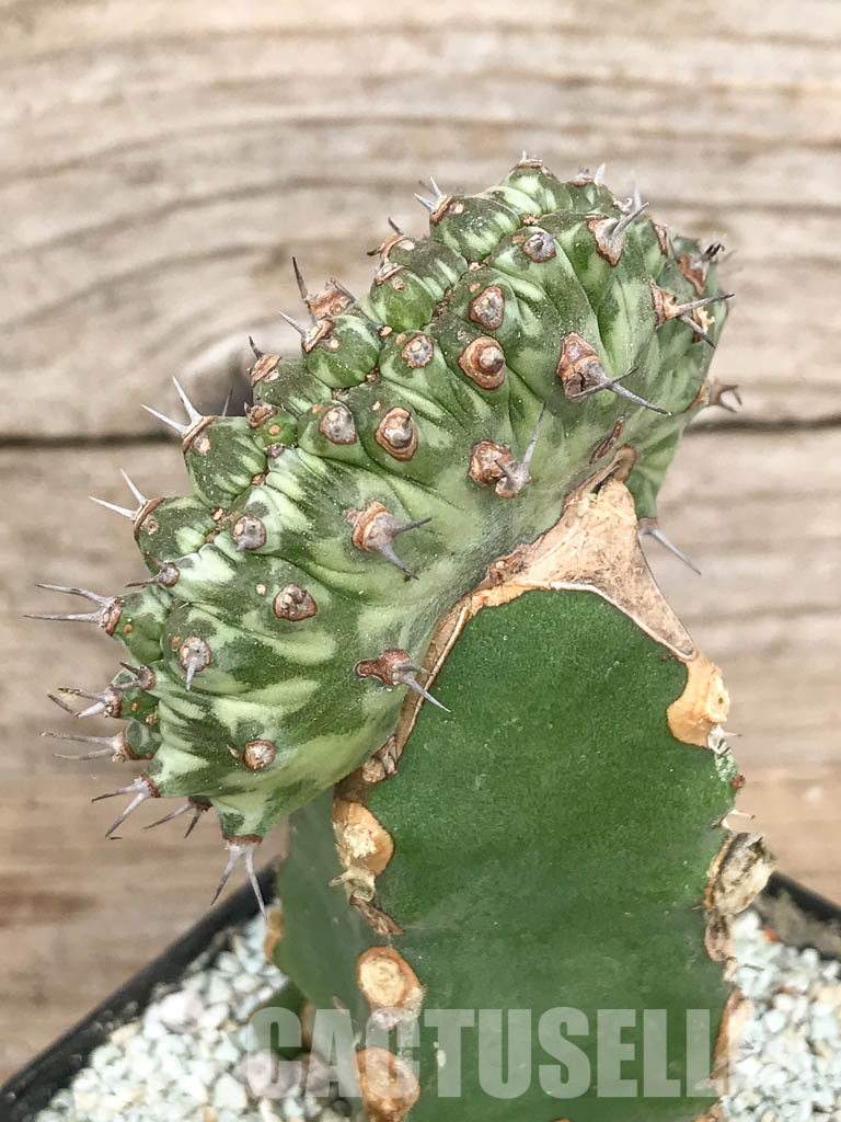 SHPR6803 Euphorbia horwoodii cristata - Image 3