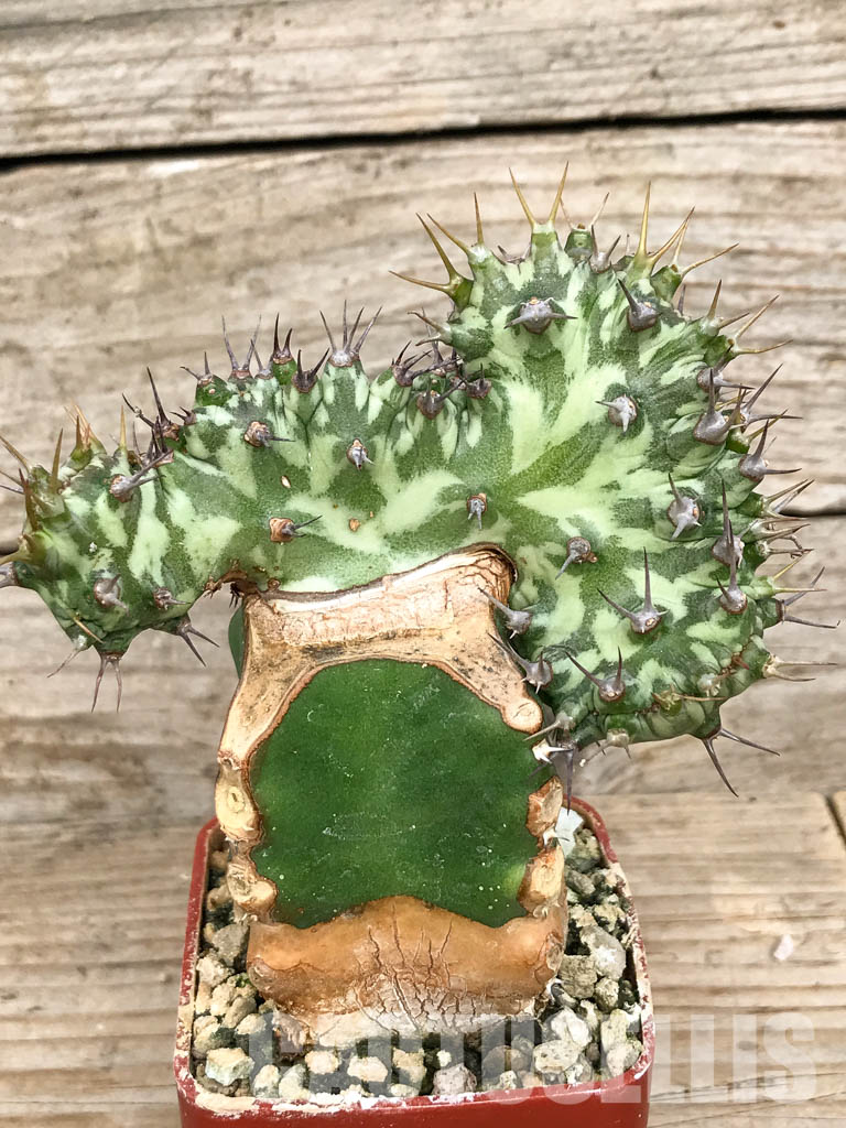 SHPR6804 Euphorbia horwoodii cristata