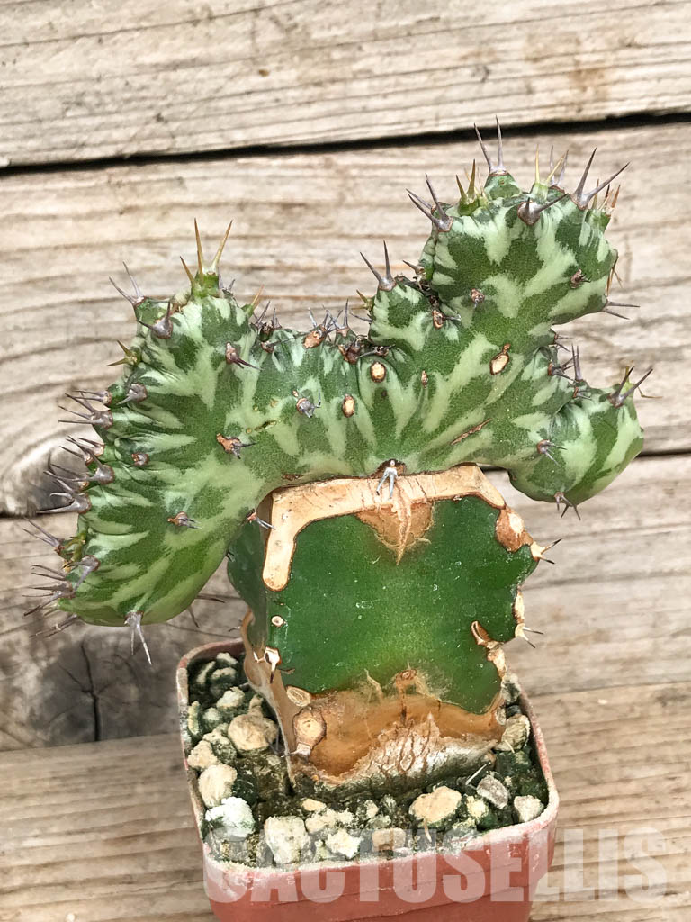 SHPR6804 Euphorbia horwoodii cristata - Image 3