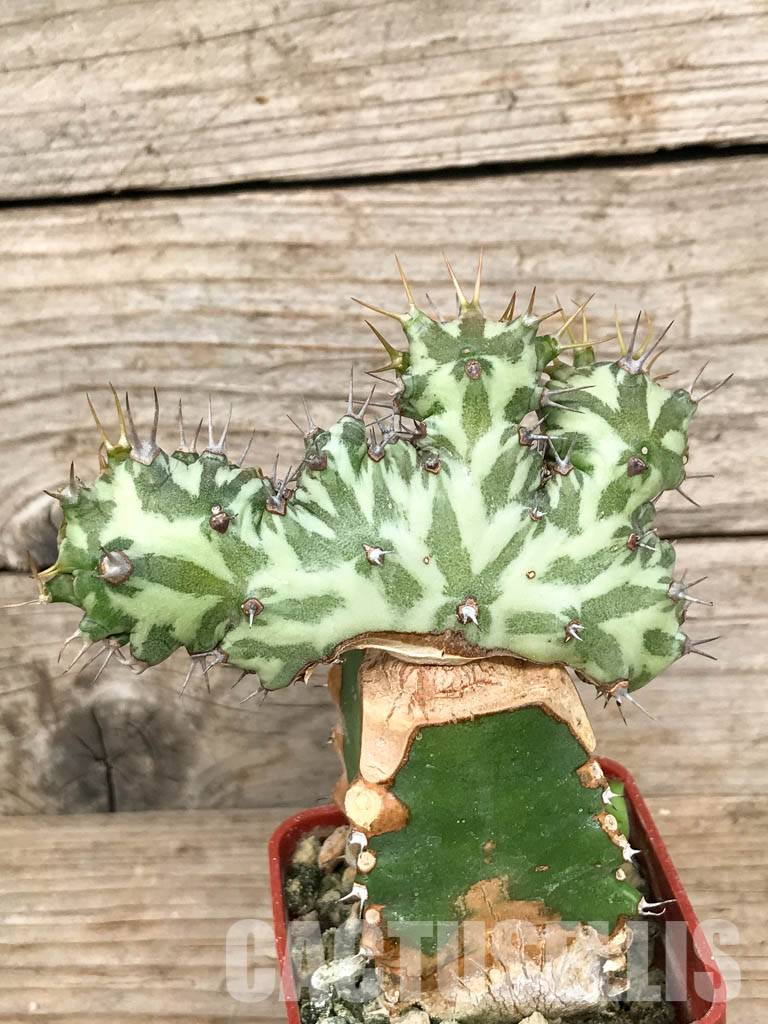 SHPR6804 Euphorbia horwoodii cristata - Image 4