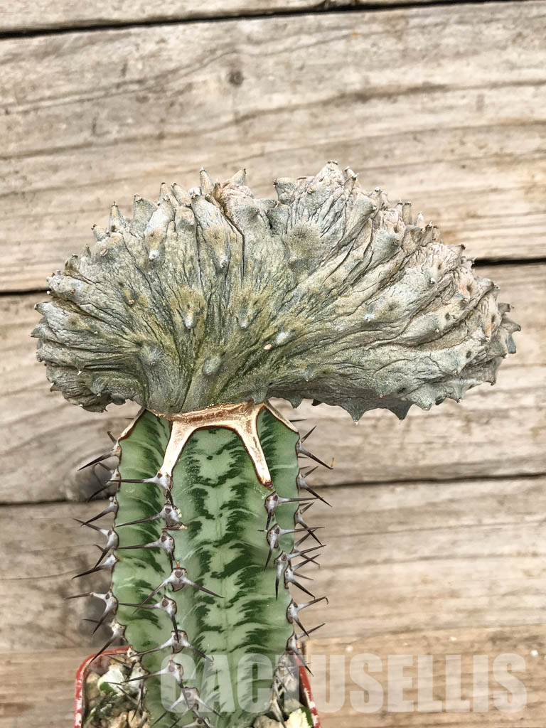 SHPR6805 Euphorbia abdelkuri cristata