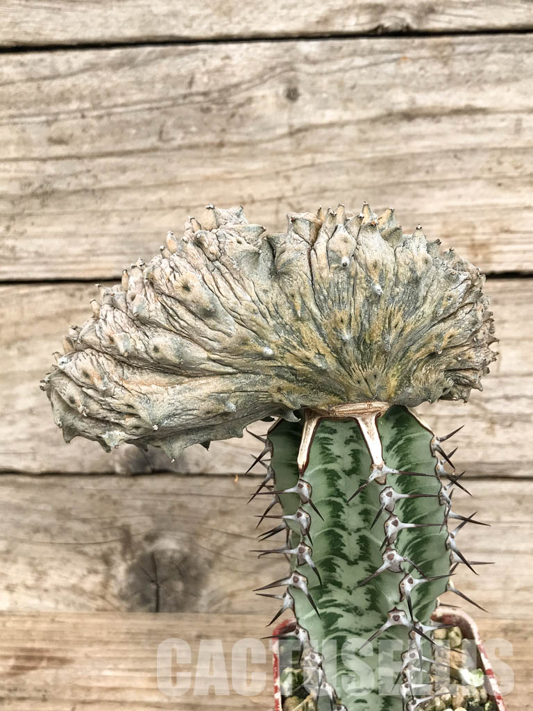 SHPR6805 Euphorbia abdelkuri cristata - Image 3