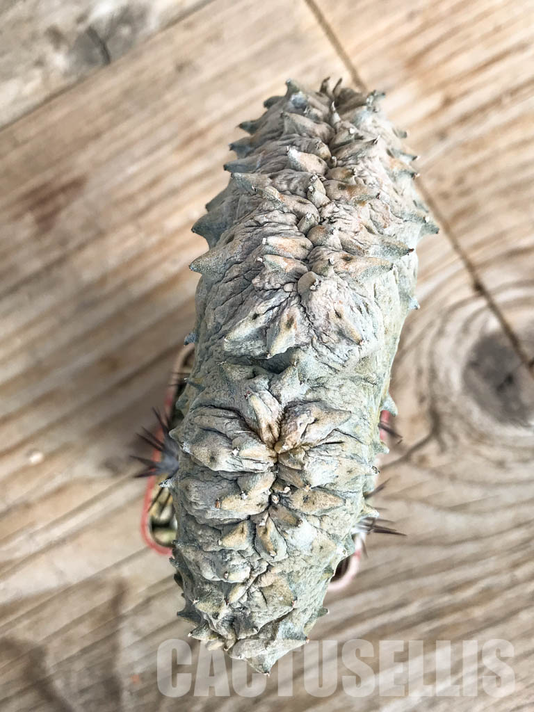 SHPR6805 Euphorbia abdelkuri cristata - Image 4