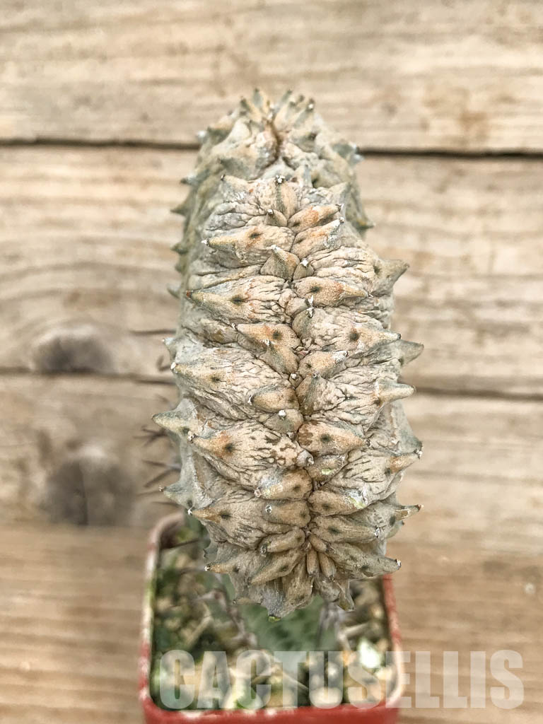 SHPR6805 Euphorbia abdelkuri cristata - Image 5