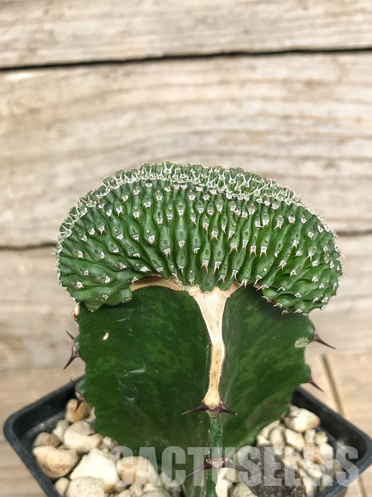 SHPR6807 Euphorbia phillipsioides f. cristata