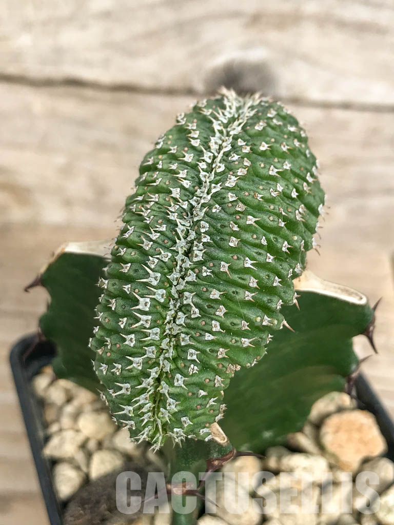 SHPR6807 Euphorbia phillipsioides f. cristata - Image 3