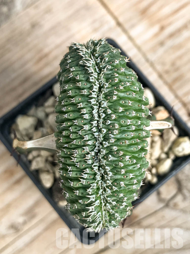 SHPR6807 Euphorbia phillipsioides f. cristata - Image 4