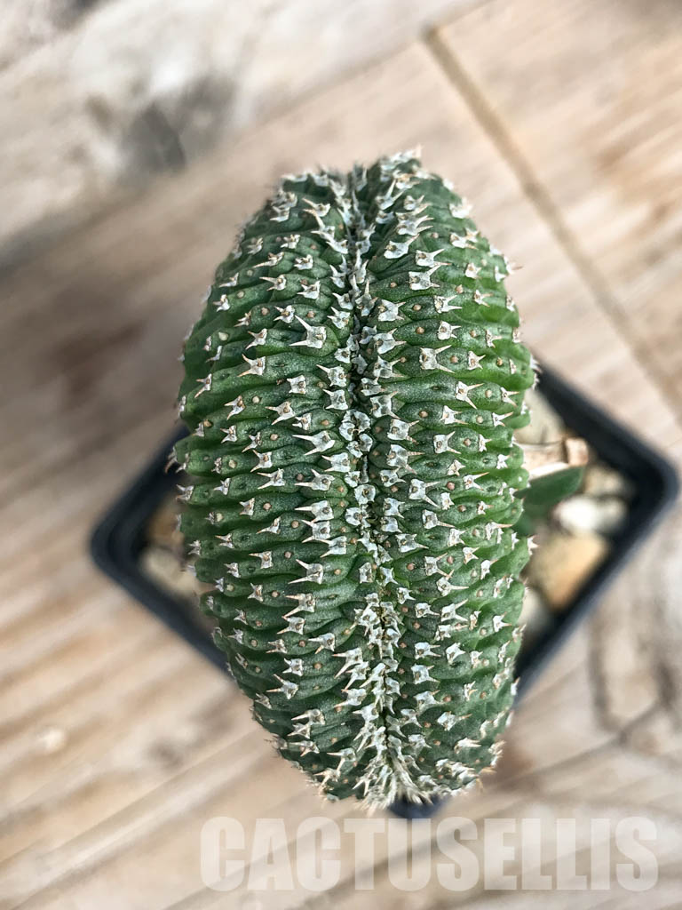 SHPR6807 Euphorbia phillipsioides f. cristata - Image 5