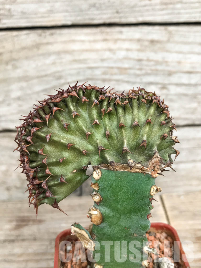 SHPR6808 Euphorbia canariensis f. cristata - Image 2