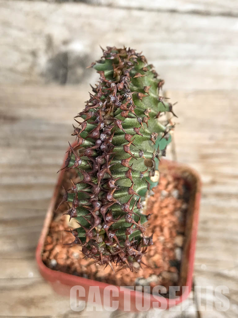 SHPR6808 Euphorbia canariensis f. cristata