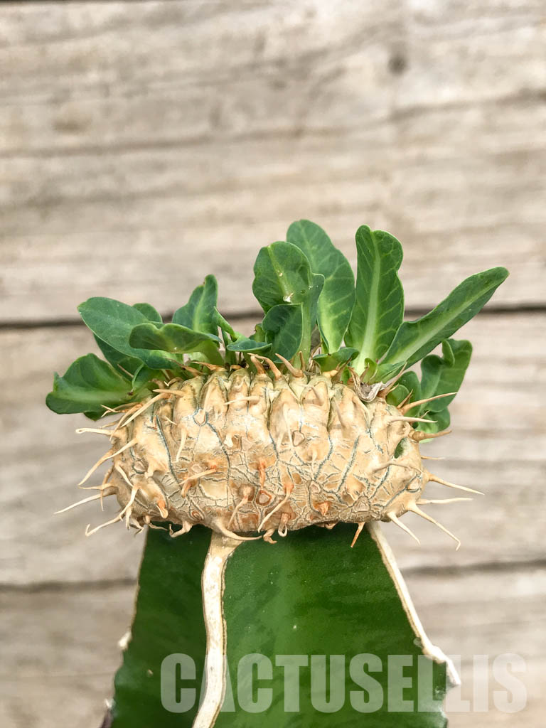 SHPR6810 Euphorbia guillauminiana f. cristata - 画像 (2)