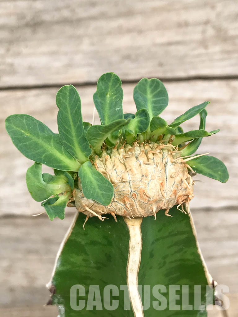 SHPR6810 Euphorbia guillauminiana f. cristata - 画像 (3)