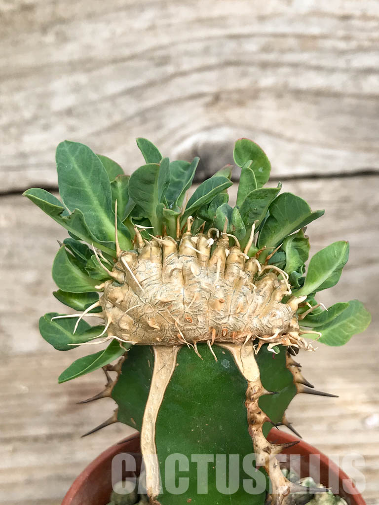 SHPR6810 Euphorbia guillauminiana f. cristata