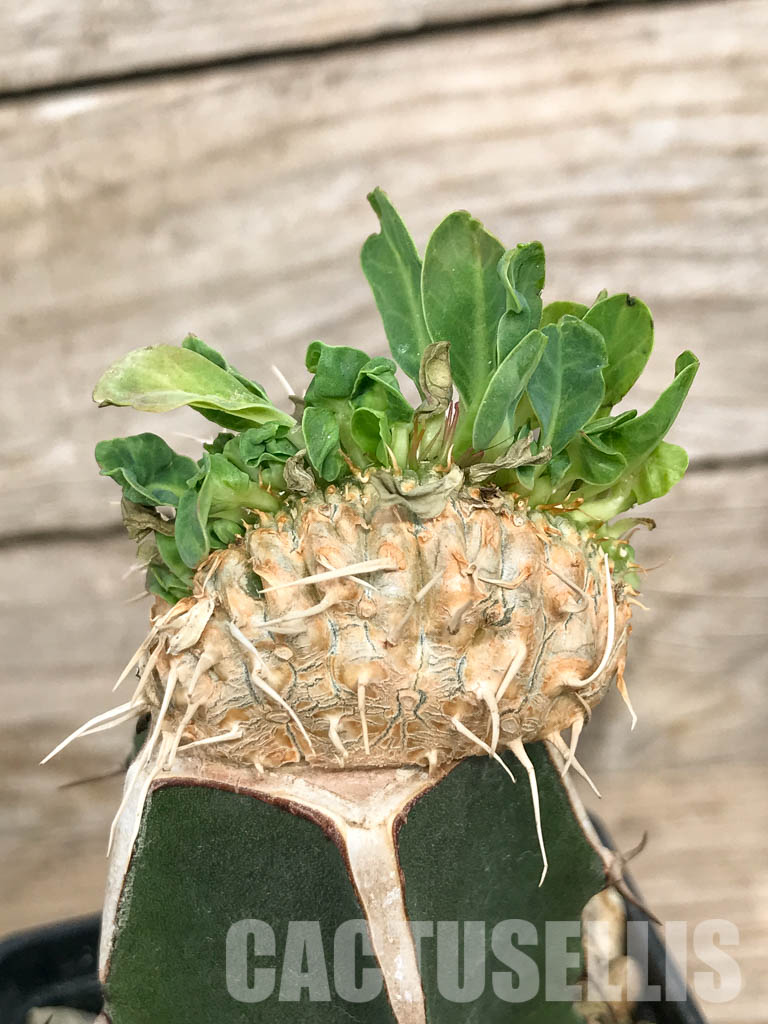 SHPR6810 Euphorbia guillauminiana f. cristata - 画像 (5)