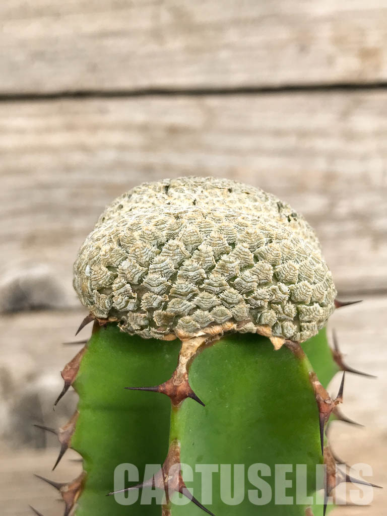 SHPR6811 Euphorbia piscidermis f. cristata - Obrázek 2