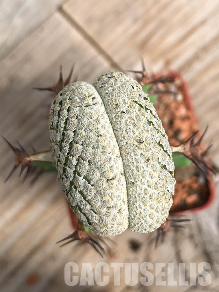 SHPR6811 Euphorbia piscidermis f. cristata - Obrázek 3