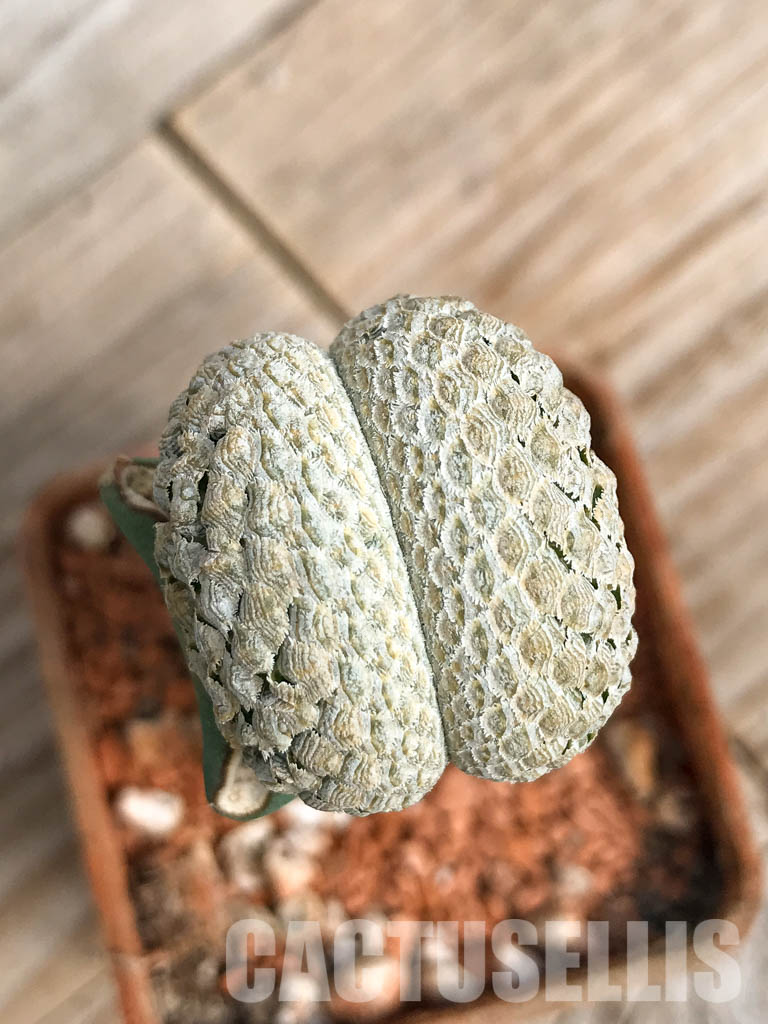 SHPR6811 Euphorbia piscidermis f. cristata