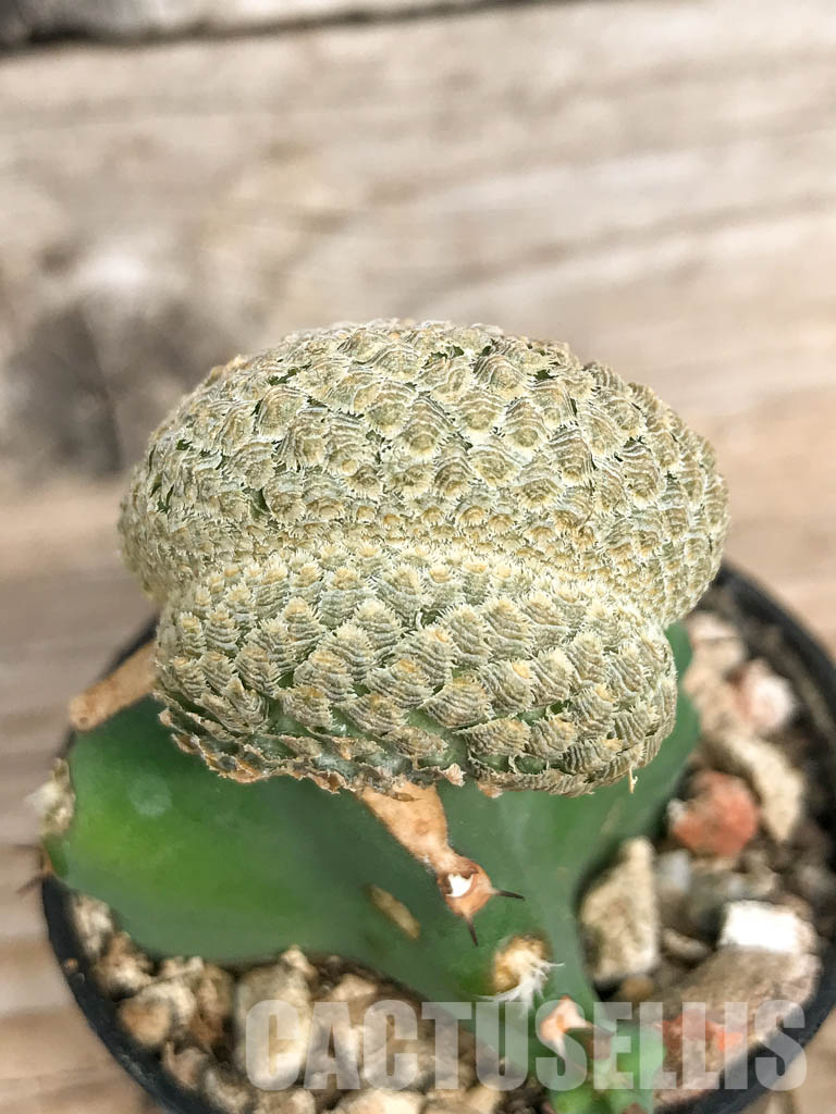 SHPR6811 Euphorbia piscidermis f. cristata - Obrázek 5