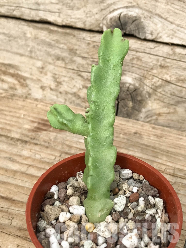 SHPR6814 Caralluma flava / Desmidorchis tardellii, Oman