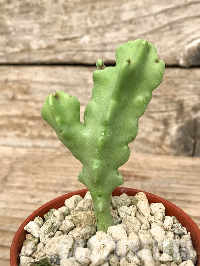SHPR6814 Caralluma flava / Desmidorchis tardellii, Oman - Image 3