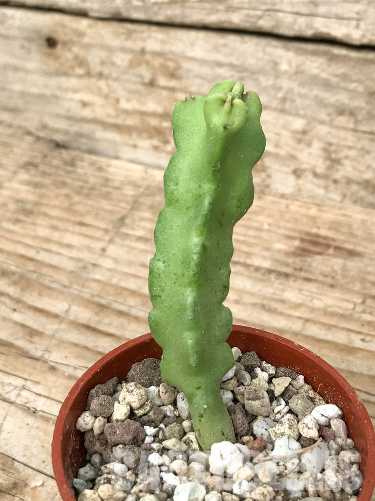 SHPR6814 Caralluma flava / Desmidorchis tardellii, Oman - Image 2