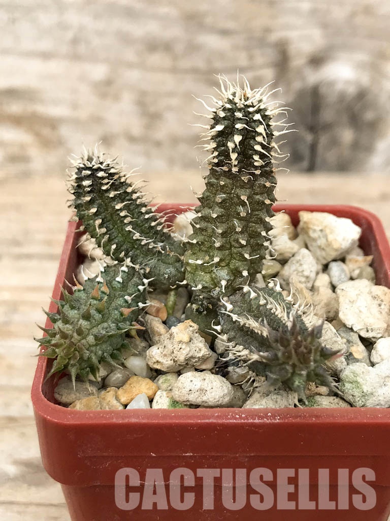 SHPR6816 Echidnopsis chrysantha - Image 2