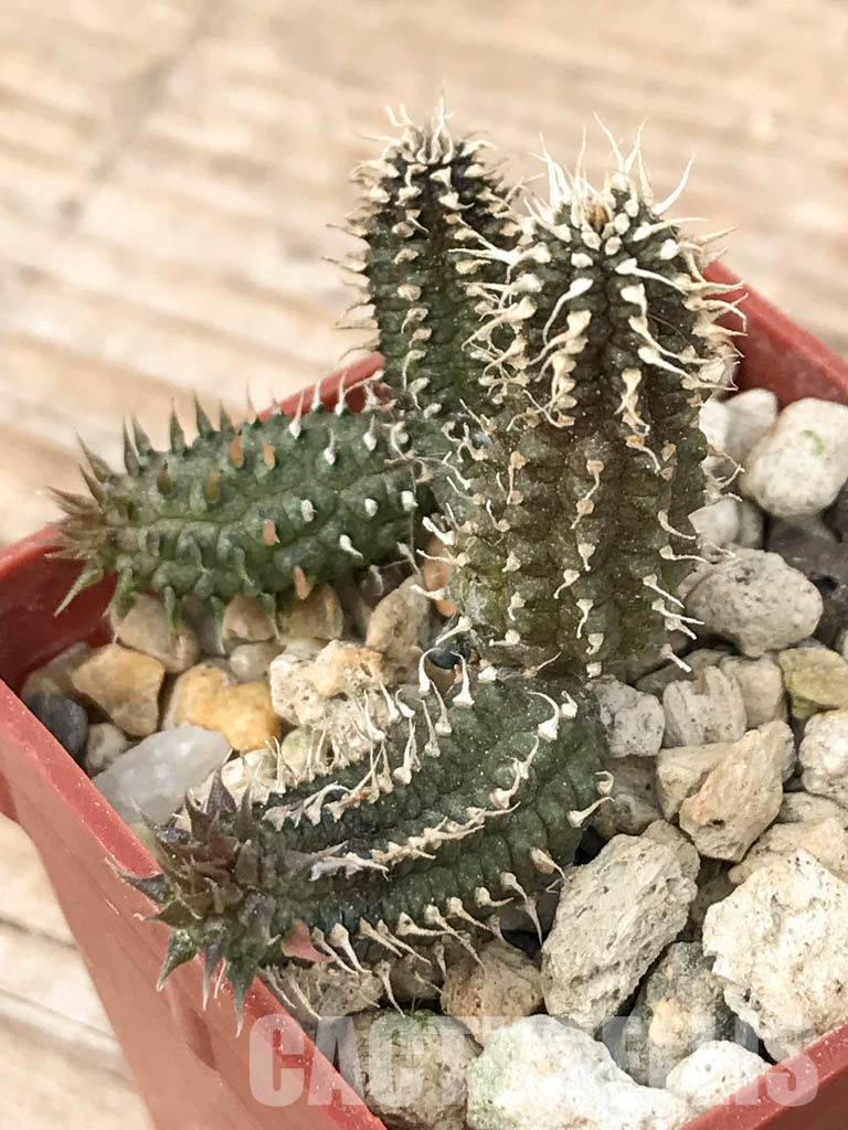 SHPR6816 Echidnopsis chrysantha