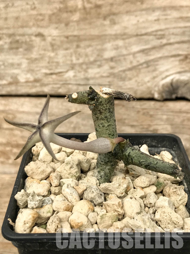 SHPR6817 Ceropegia cimiciodora, South Africa - Obrázek 2