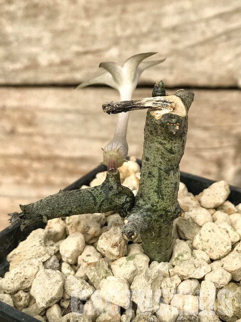 SHPR6817 Ceropegia cimiciodora, South Africa - Obrázek 3