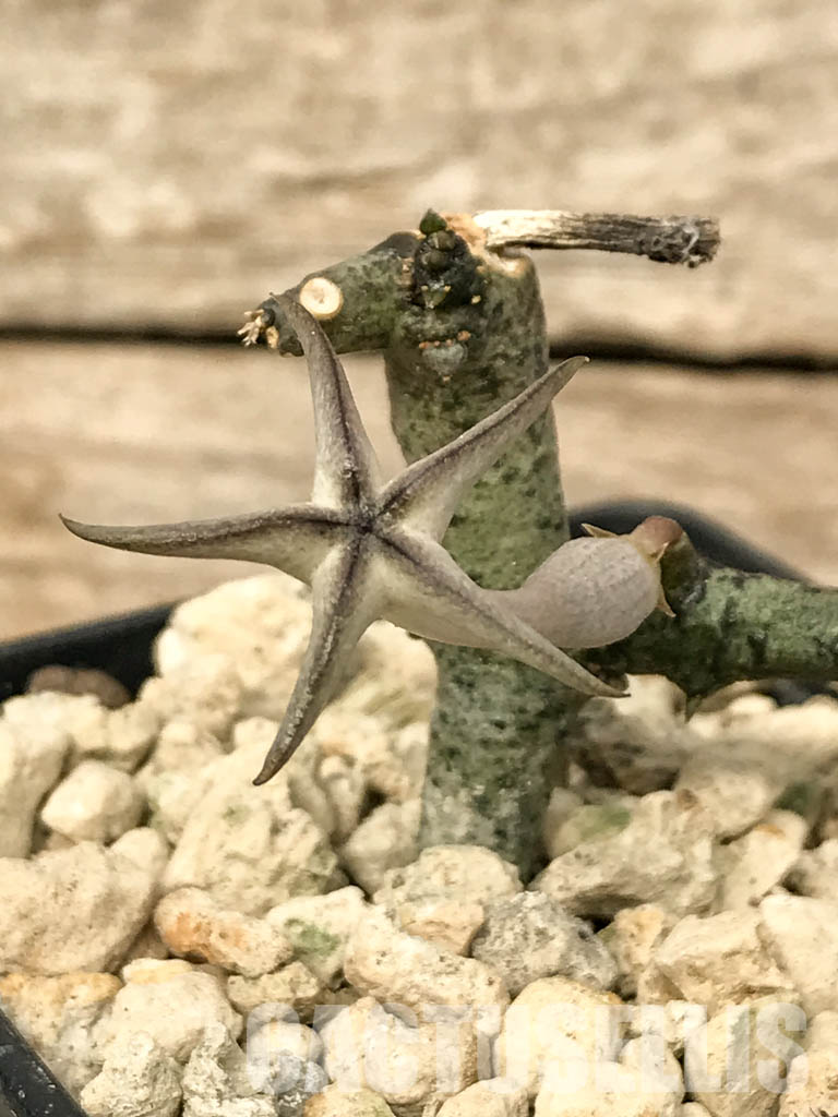 SHPR6817 Ceropegia cimiciodora, South Africa - Obrázek 4