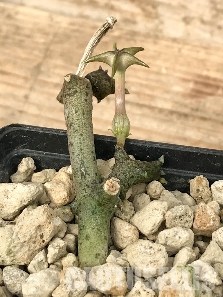 SHPR6817 Ceropegia cimiciodora, South Africa - Obrázek 5