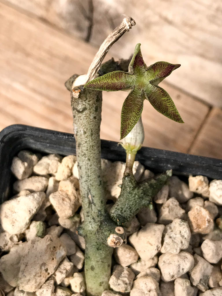 SHPR6817 Ceropegia cimiciodora, South Africa