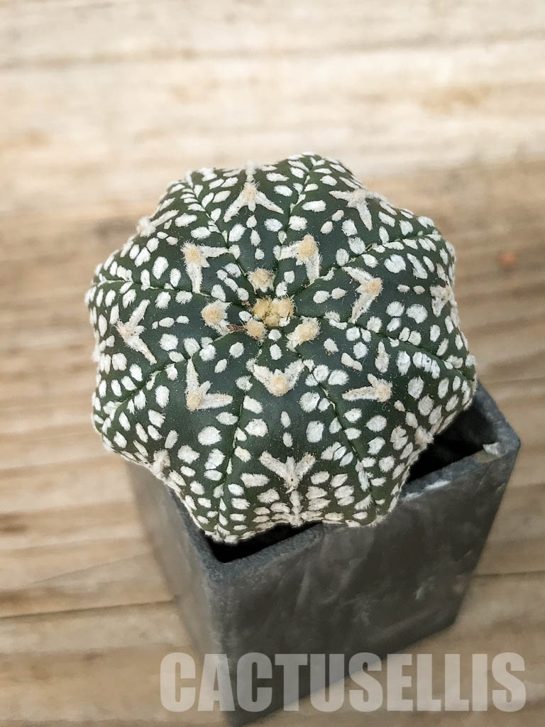 SH7001 Astrophytum asterias cv. Superkabuto V type